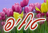 פרחי טוליפ : לוגו 